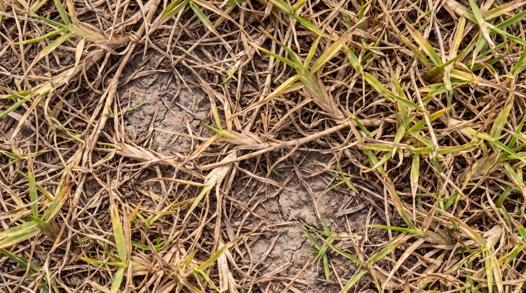 How to Revive Dead St. Augustine Grass in St. Petersburg, FL